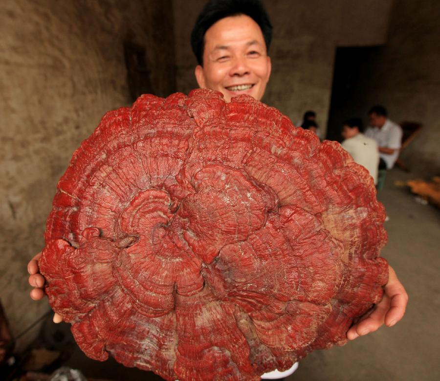 Грибы китая Грибы китая