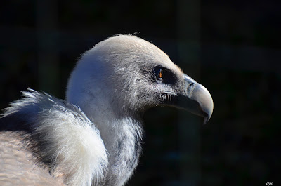 Gänsegeier, Griffon aasvoël, Shkaba Griffon, Griffon vulture Vogel, bird, oiseau, Uccello, Pássaro, птица, pájaro, kuş, chim, vták, pták, madár, птушка, zog, ptica, птица, lintu, πουλί, птица, fågel, kuş, madár, zog