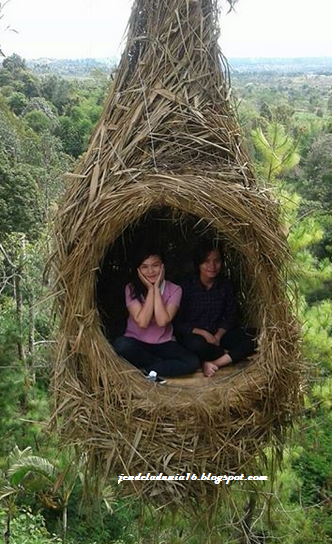 Wisata Unik Spot Foto Rumah Pohon Sangkar Burung Sidikalang