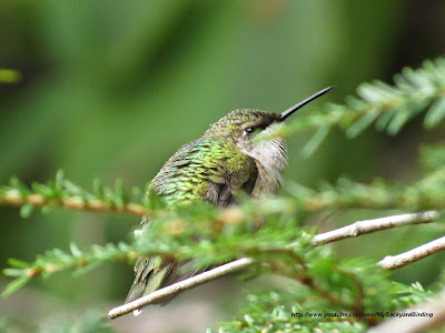 Ruby Throated Hummingbird