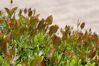 ハツユキカズラ