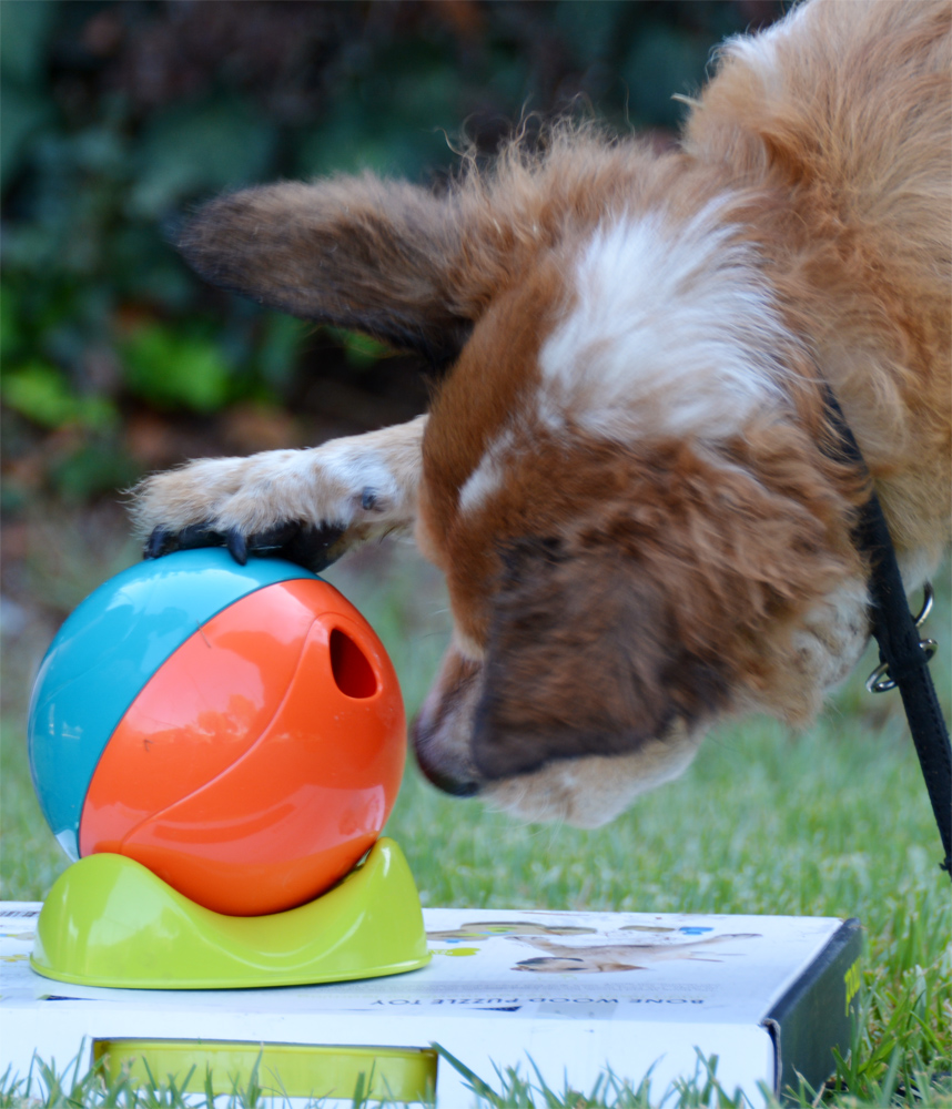 The Dog Geek: Puzzle Toy Review: Outward Hound Whirli Treat