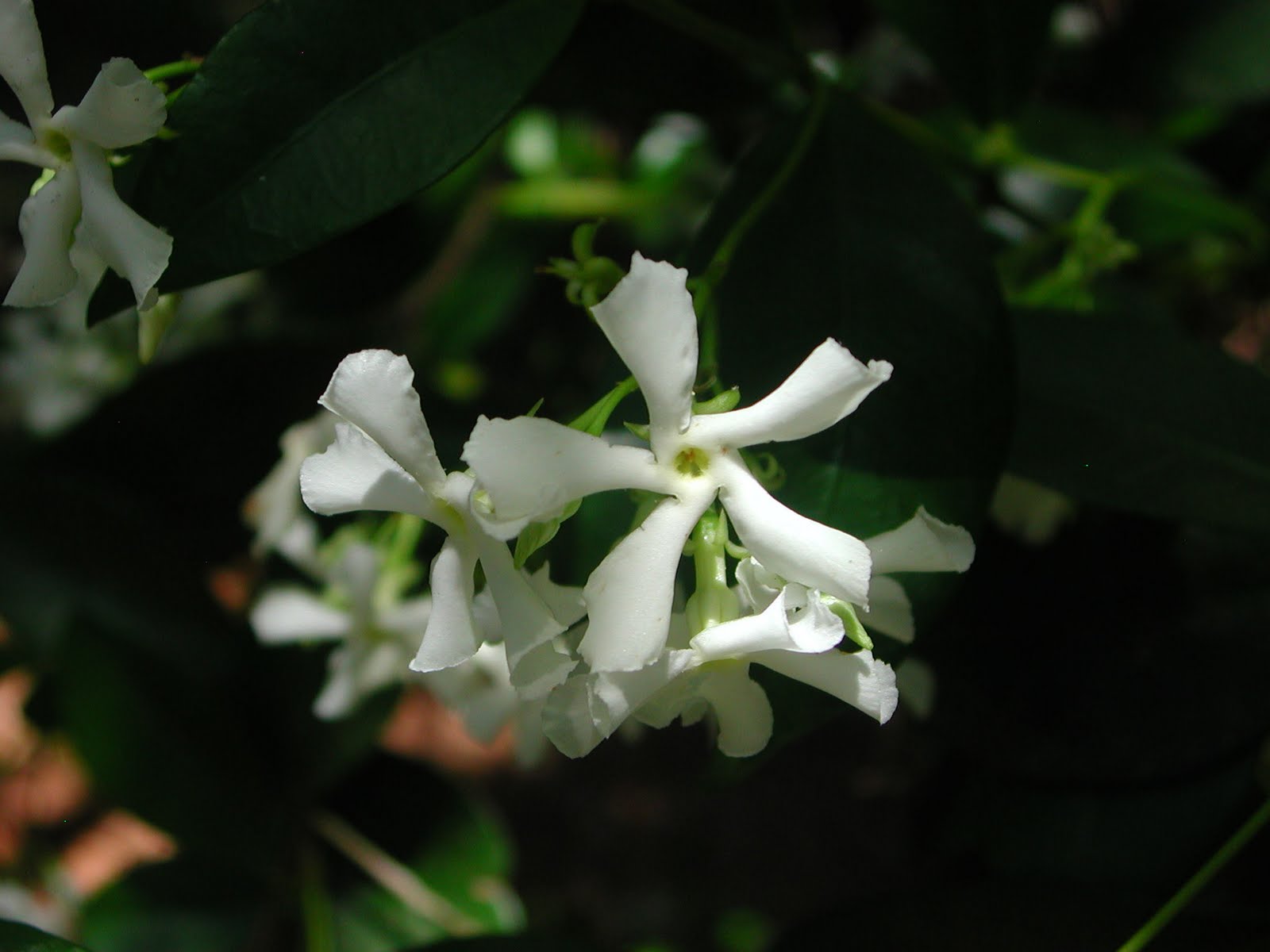 Flowers Colores Flowers of Confederate Jasmine.
