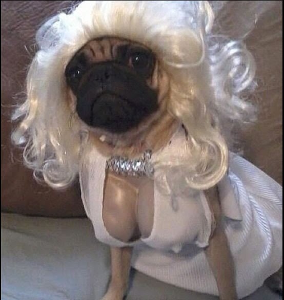 Marilyn Monroe Halloween Dog Costume