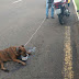 Homem é preso por arrastar cachorro amarrado em moto em Londrina, diz polícia