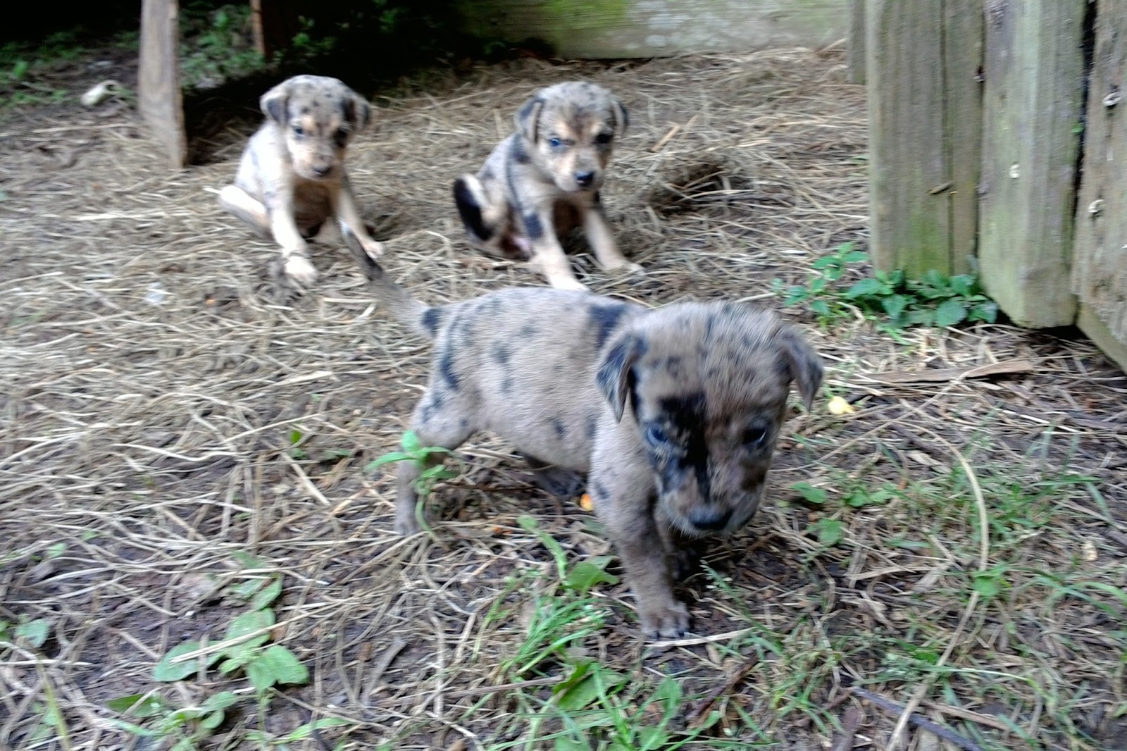Catahoula Puppies: Catahoula puppies for sale out of Beautiful and Luke ...