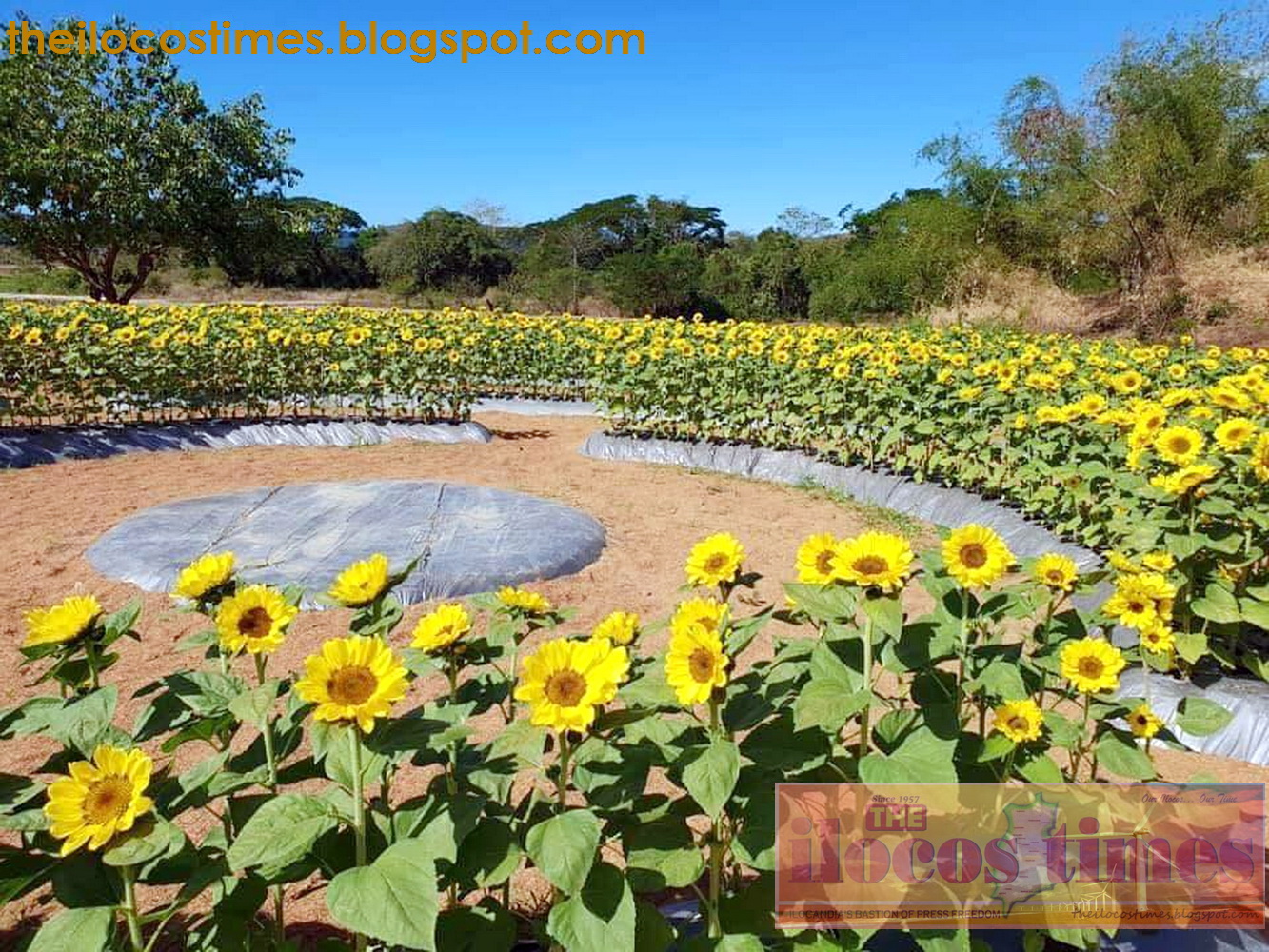 Flower farm opens in Piddig