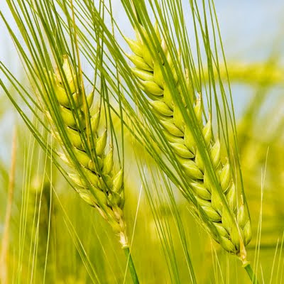 Green wheat download free wallpapers for Apple iPad