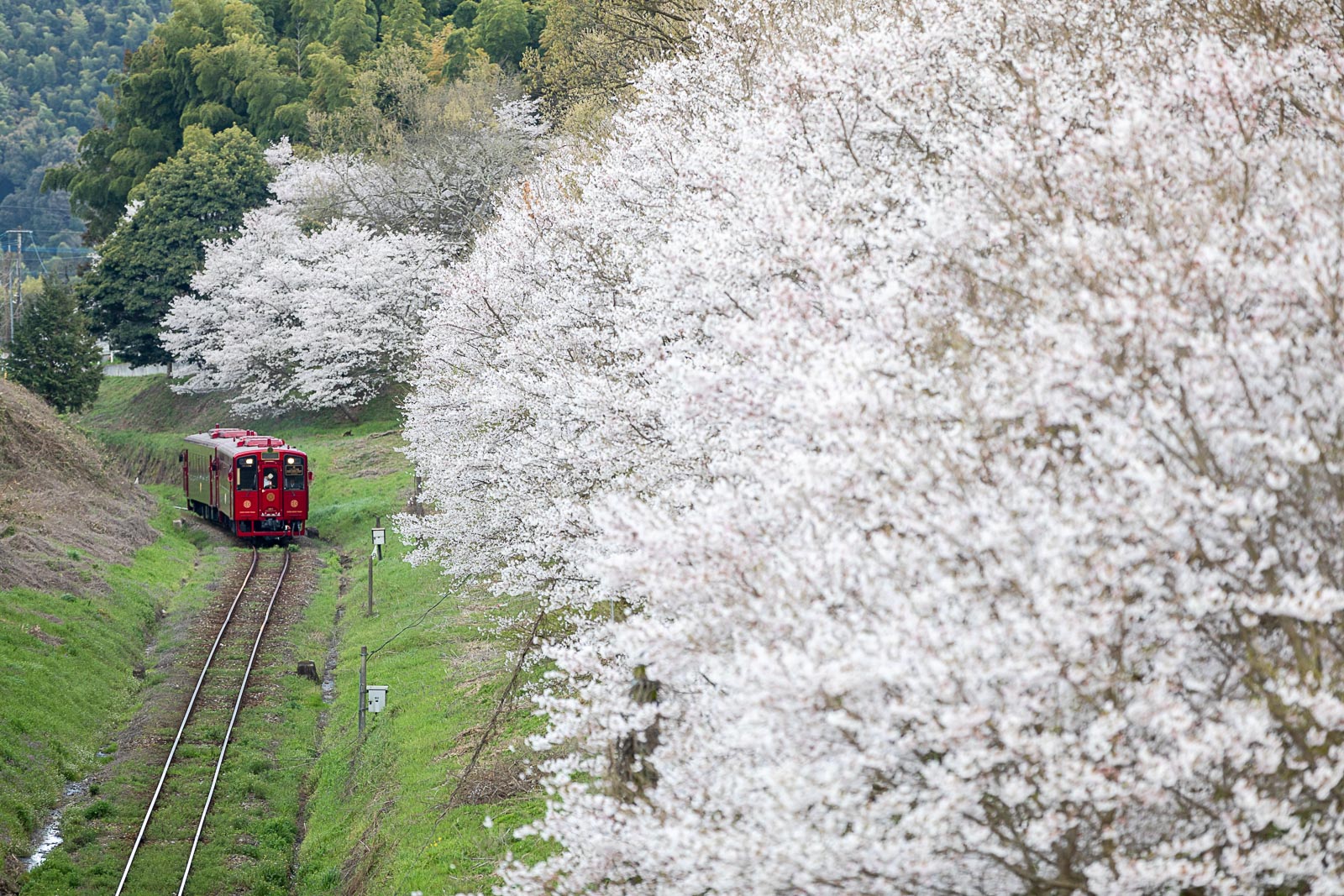 500miles〜Five Hundred miles〜夏男の撮影記と鉄道撮影地ガイド 満開の桜とことこと列車