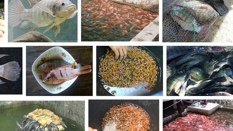 Cara Lengkap Pembenihan Ikan Nila Yang Benar