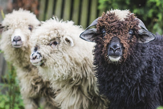 Sheep Sheep
