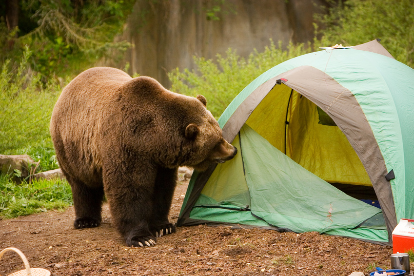 Picture of a hungry bear looking into a half opened tent