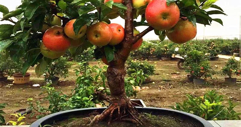 Pied beauty poem summary picture