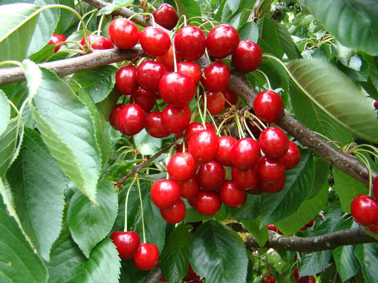 Schlossgassen Geflüster Die Kirschen in Nachbars Garten&hellip;..