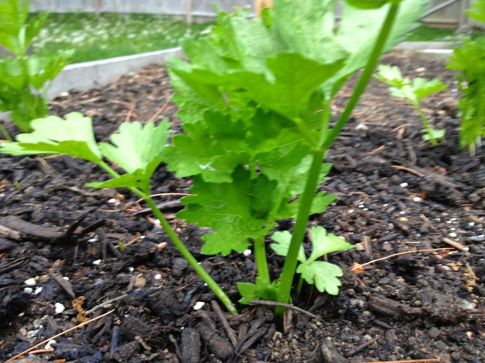 Celery and Parsley Results