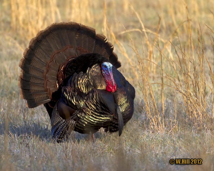 Pennsylvania Wildlife Photographer Eastern Wild Turkey Gobbling