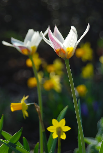 Tulip 'Ice Stick' with Narcissus 'Tete-a-tete' 