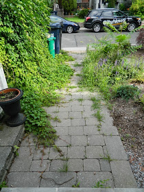 Paul Jung Gardening Services Toronto Leslieville garden cleanup front path before