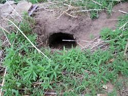 coop chicken darn re critter