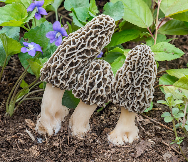 The 3 Foragers Foraging for Wild, Natural, Organic Food Connecticut
