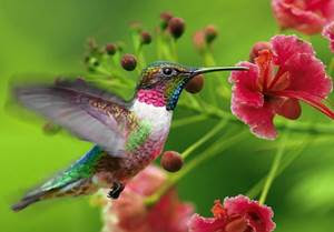 5 Jenis Burung Kolibri Madu Paling Populer Di Indonesia Burung