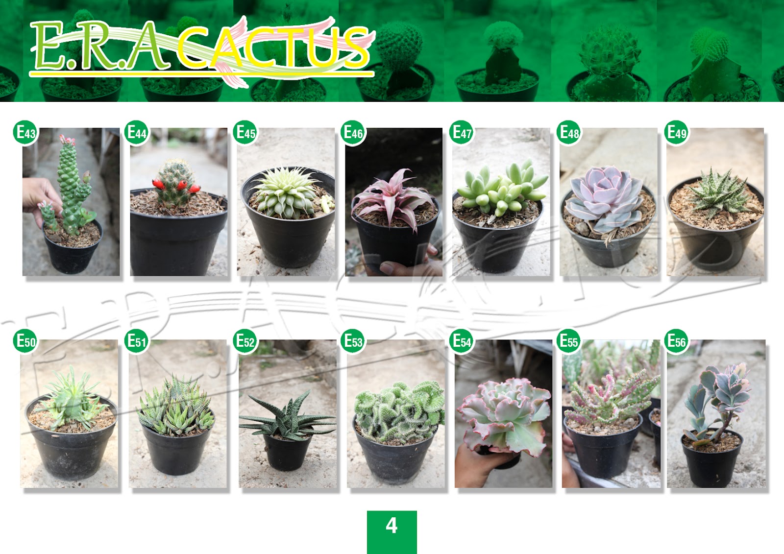 Kimul Trap: Aneka Tanaman Kaktus