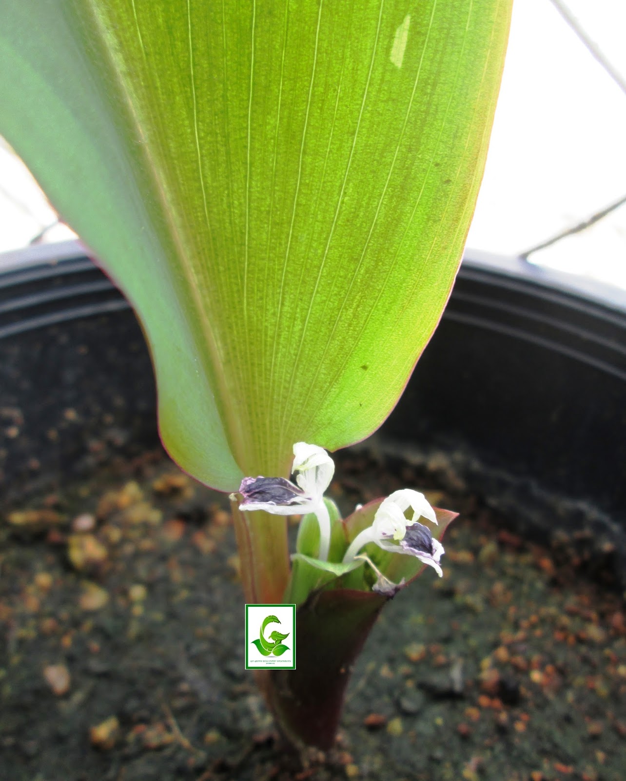 gogreendiscovery PLANTS FOR SALE update DECEMBER 2016