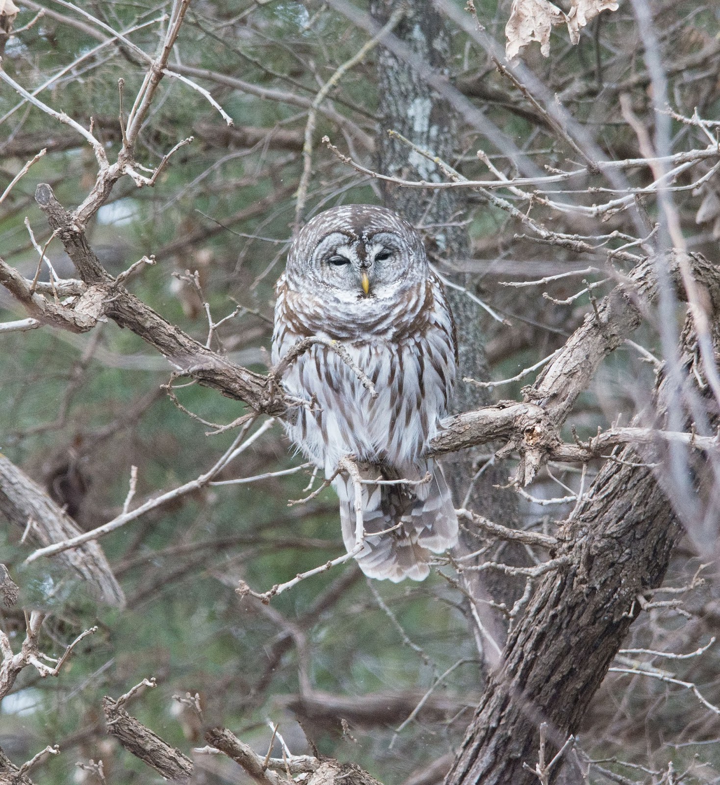 PHOTOGRAPHY BY DEB HIRT Oklahoma Breeding Bird Species Profile Barred Owl