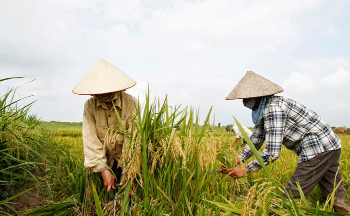 arroz en Tailandia arroz en Tailandia