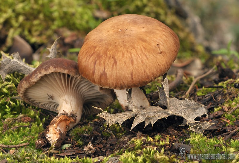 Hawlik Pilzbrut - Culture de champignons Stropharia rugosoannulata pour  cultiver soi-même dans son jardin - un jeu d'enfant de récolter des  champignons frais - Kit champignons à faire pousser : : Jardin