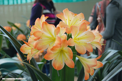 clivia 