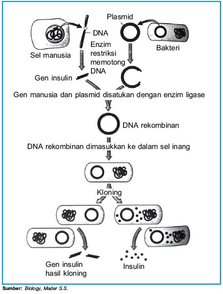 Artikel Contoh Jenis Macam Macam Produk Bioteknologi