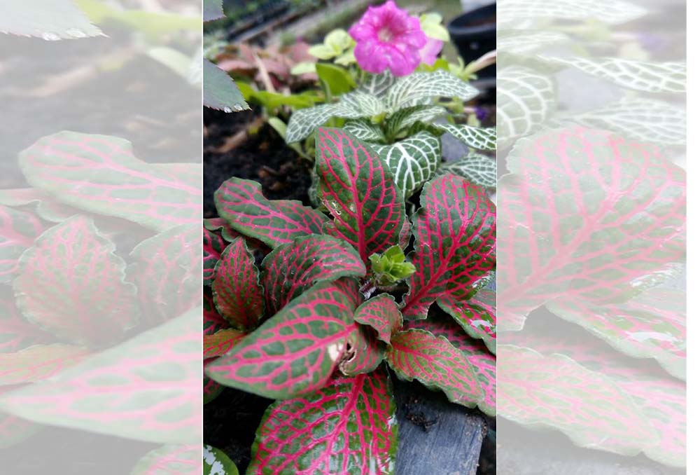 Rumah Bunga Neisha: CARA Menanam Fittonia, Tanaman Berdaun Indah Untuk