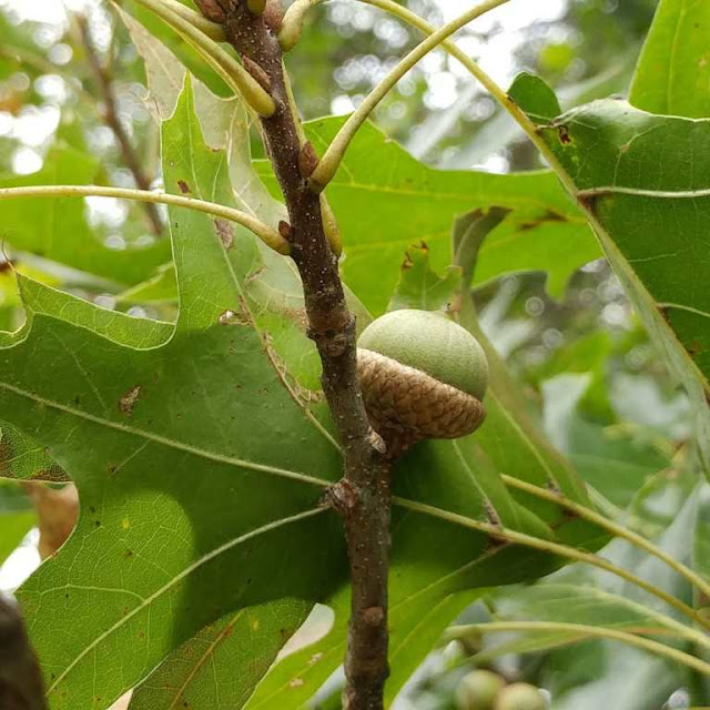 Acorn and leaves