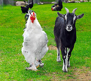 Kisah Lawak Binatang: Kambing Kutuk, Ayam Kutuk Kambing
