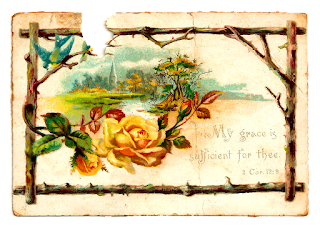 flower rose illustration