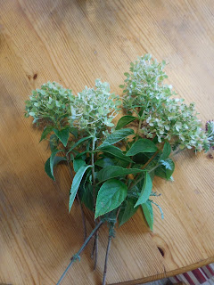 Limelight Hydrangeas In Bloom
