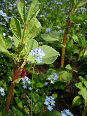 A crimson flower stands out against a backdrop of tiny blue forget me nots.