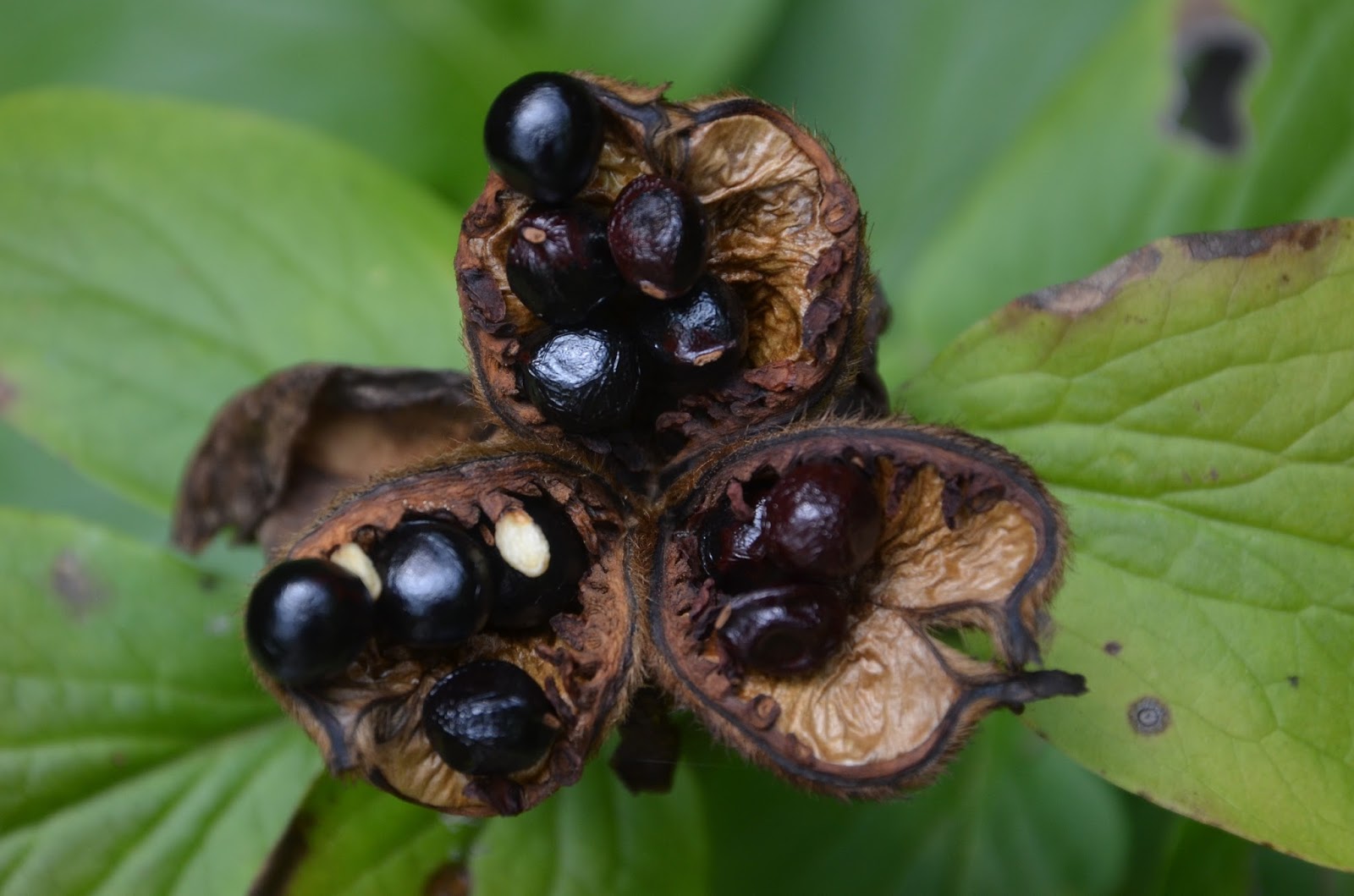 Southern Peony: 2013 Peony Seed Pods & Peony Seed Collecting