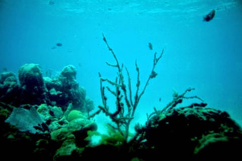Assumptions about the formation rates of coral and reefs are used as "proof" that the Bible is wrong. However, these assumptions have difficulties, and creation scientists have models that use observed evidence to discuss the Eniwetok Reef.