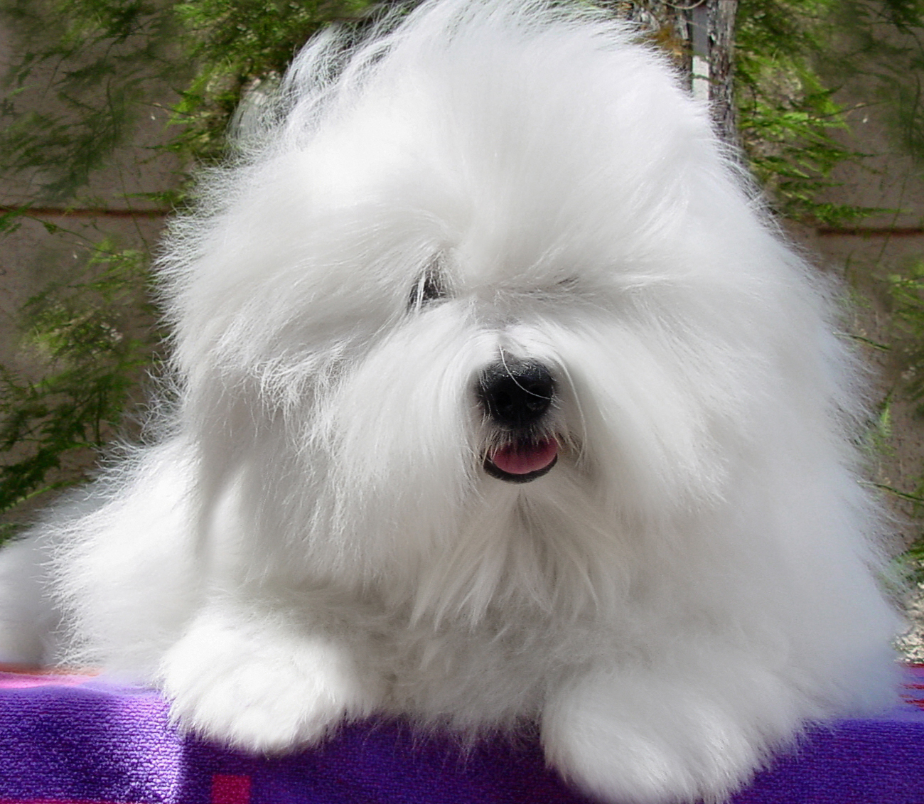 Simply Grand November 2014 Coton de Tulear puppies, Coton de Tulear