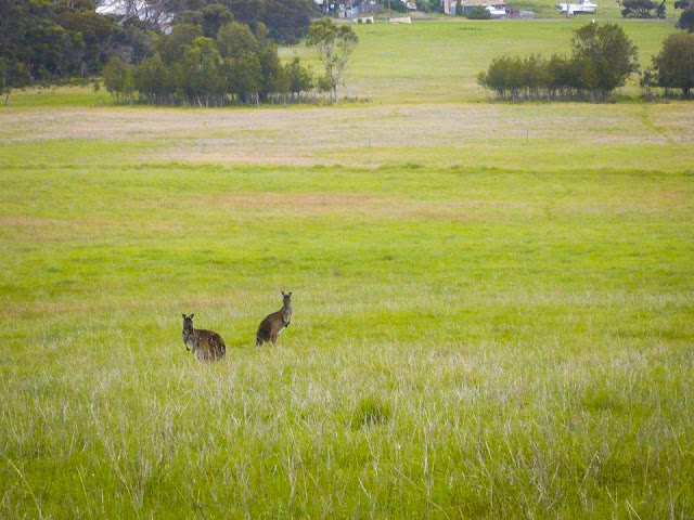 where to see kangaroos in australia