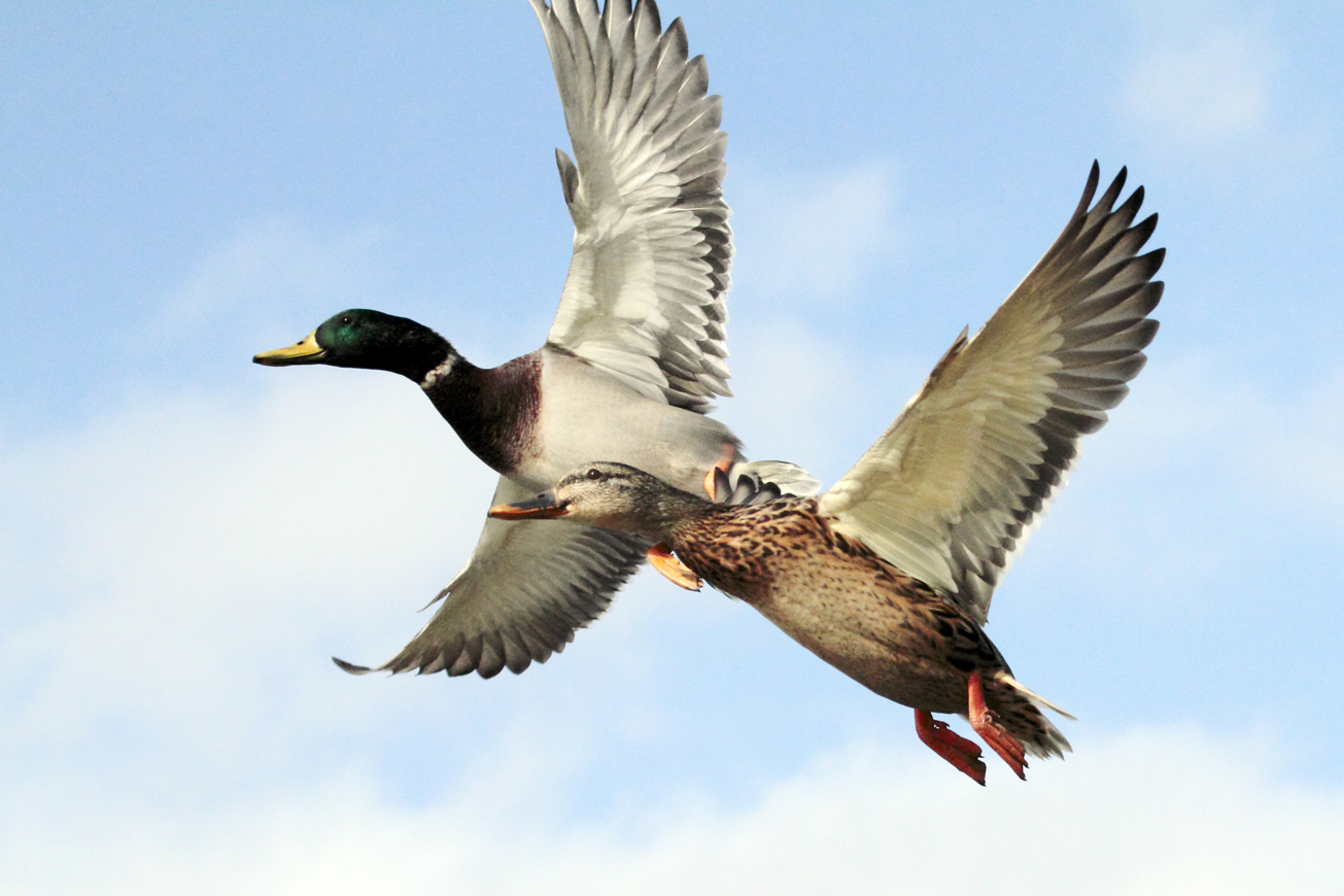 JT's Photoblog Fly against the wind 12 September 2011