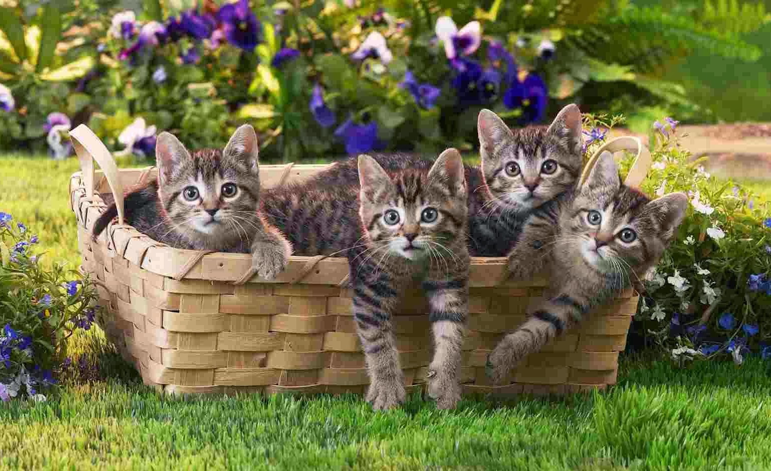 Featured image of post Neon Tier Coole Hintergrundbilder Katze Einfach ihr hintergrundbild ausw hlen und kostenlos herunterladen