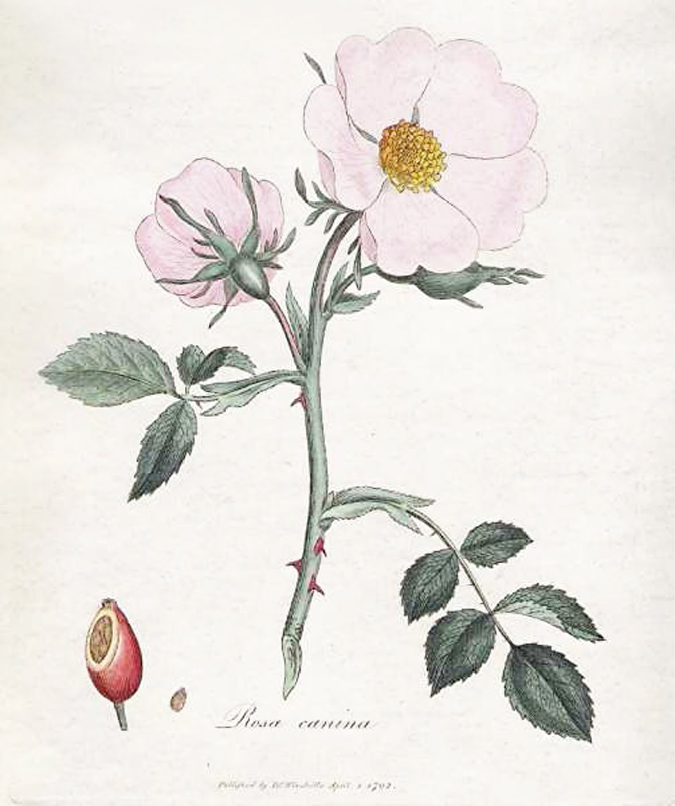 Как нарисовать шиповник