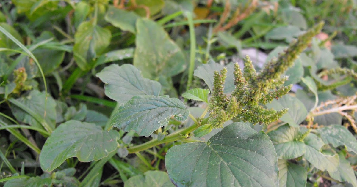 Health Benefits of Kulitis