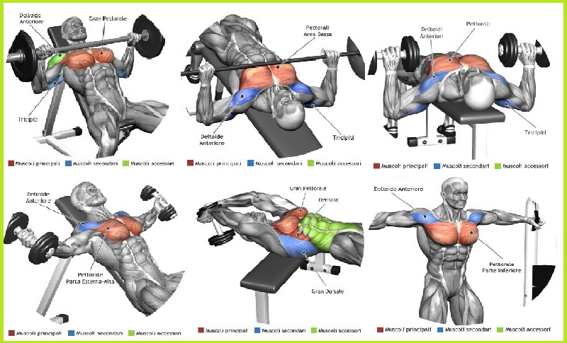 Chest Workout Chart Step By Step