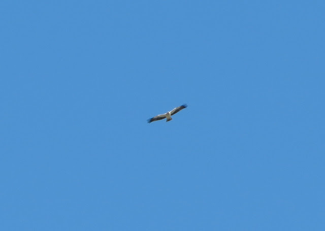 Booted Eagle - Boquer Valley, Mallorca Booted Eagle - Boquer Valley, Mallorca