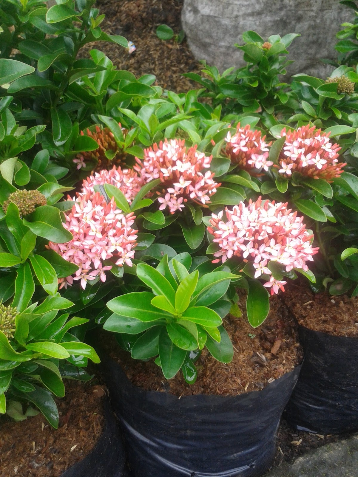 Jual Pohon Soka Jambon Murah Bunga Pink | tukang taman