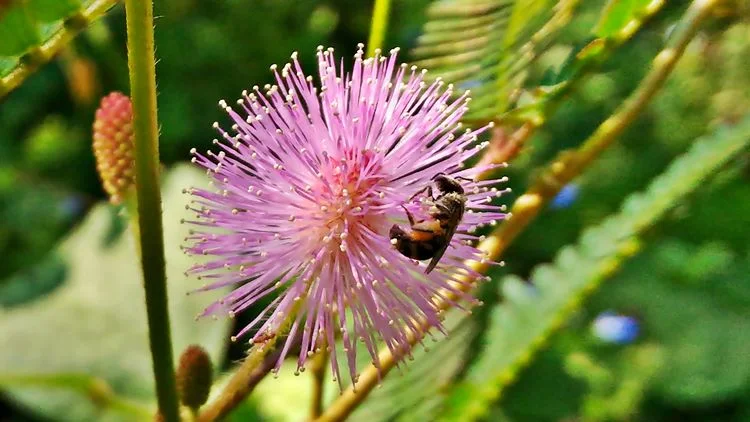 serangga madu dan bunga 